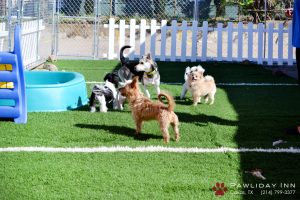 Discover Top-notch Pet Care Services: Margale Pet Resort in California