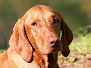 Health and Grooming Tips for Vizsla Dogs in California